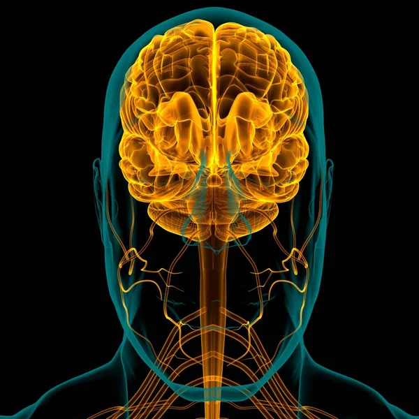 Tıbbi Konsept için İnsan Beyni Anatomisi 3 boyutlu İllüstrasyon