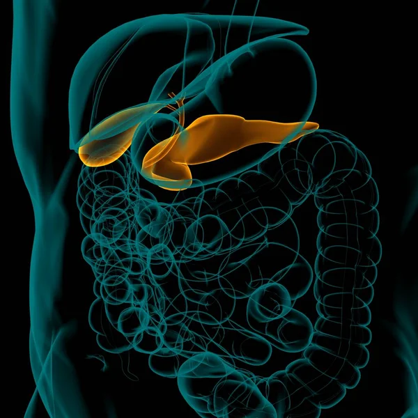 Anatomía Del Sistema Digestivo Humano Del Páncreas Para Ilustración Médica — Foto de Stock