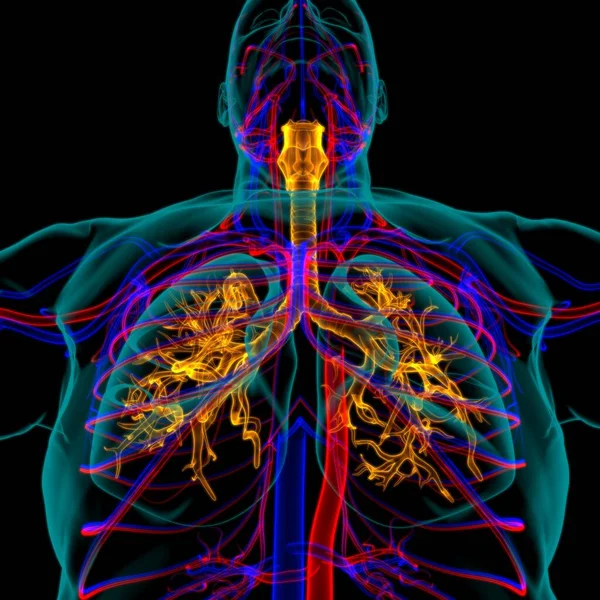 Anatomia Humana Sistema Respiratório Dos Pulmões Para Ilustração Médica Conceito — Fotografia de Stock