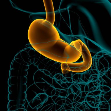Mide Anatomisi İnsan Sindirim Sistemi Tıbbi Konsept 3 boyutlu Görüntü