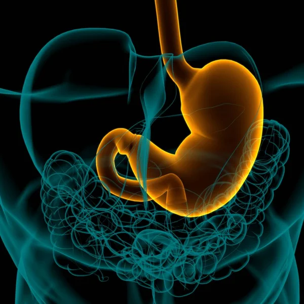 Sistema Digestivo Humano Anatomía Estomacal Para Ilustración Del Concepto Médico — Foto de Stock