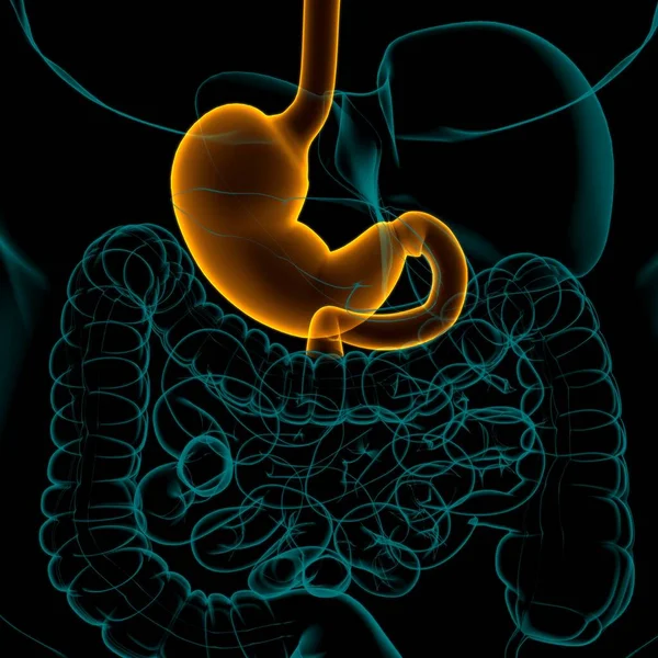 Sistema Digestivo Humano Anatomía Estomacal Para Ilustración Del Concepto Médico — Foto de Stock