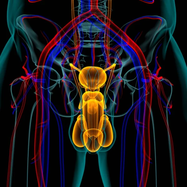 Male Reproductive System Anatomy Medical Concept Illustration — Stock Photo, Image