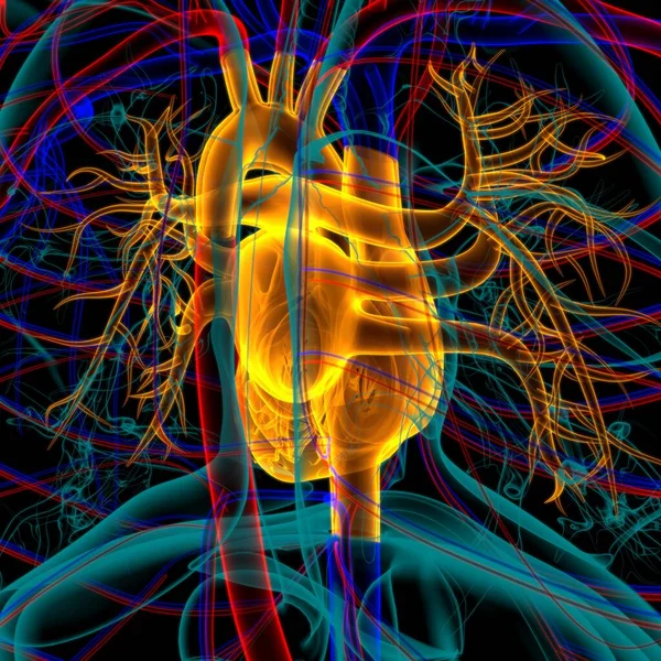 人类心脏解剖的医学概念3D图解 — 图库照片