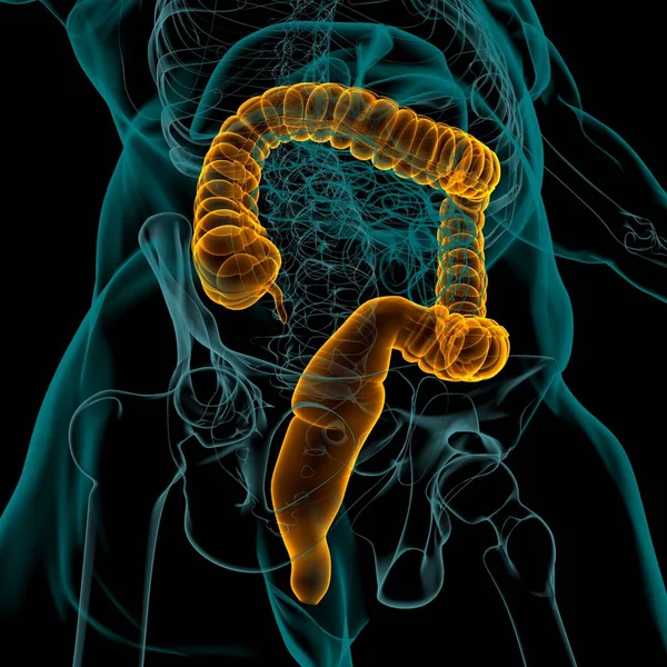 Anatomía Del Sistema Digestivo Humano Ilustración Del Intestino Grueso Para — Foto de Stock