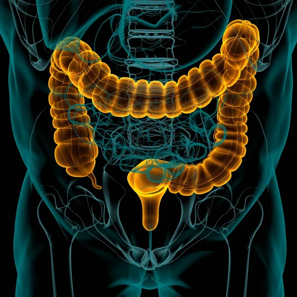 Anatomia Humana Sistema Digestivo Ilustração Intestino Grande Para Conceito Médico — Fotografia de Stock