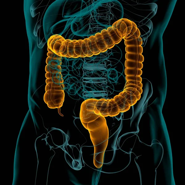 Anatomía Del Sistema Digestivo Humano Ilustración Del Intestino Grueso Para — Foto de Stock