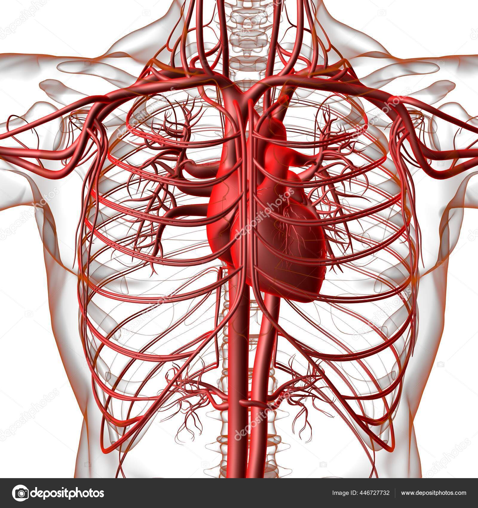 Coração Humano Com Anatomia Sistema Circulatório Para Ilustração Médica  Conceito — Foto © My_box_pra #446727732, image size:1600x1700