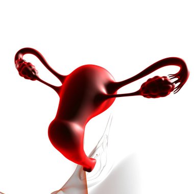 Tıbbi Konsept 3B İllüstrasyon için Kadın Üreme Sistemi Anatomisi