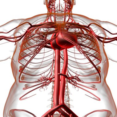 Tıbbi Konsept 3 boyutlu İllüstrasyon İçin Dolaşım Sistemi Anatomisi Olan İnsan Kalbi