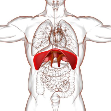 Tıbbi Konsept 3 boyutlu İllüstrasyon için Diyafram İnsan Solunum Sistemi Anatomisi