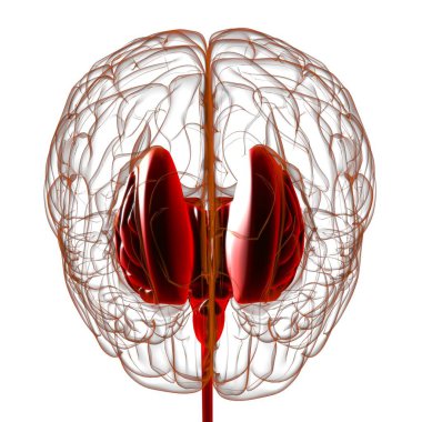 Tıbbi Konsept 3D Görüntü İçin İnsan Beyin İç Parçaları Anatomisi