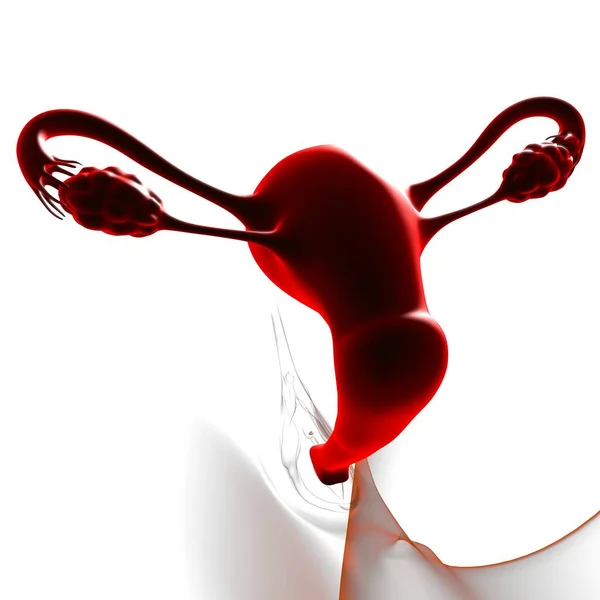 Anatomia Del Sistema Riproduttivo Femminile Concetto Medico Illustrazione — Foto Stock