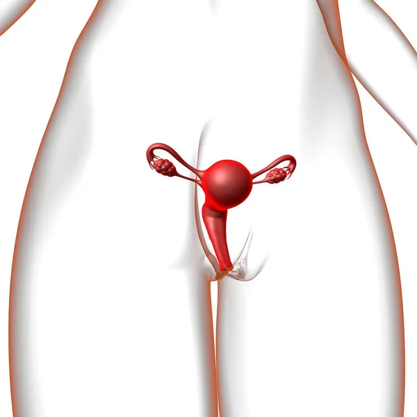 医学的概念のための女性生殖システム解剖学3Dイラスト — ストック写真