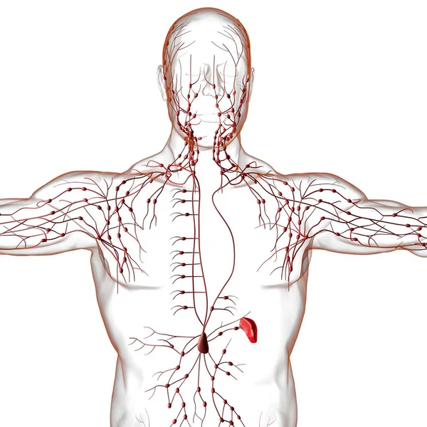 Anatomia Dos Nós Linfáticos Humanos Para Ilustração Médica Conceito — Fotografia de Stock