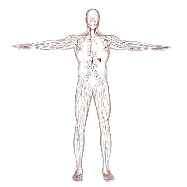 Anatomia Dei Linfonodi Umani Concetto Medico Illustrazione — Foto Stock