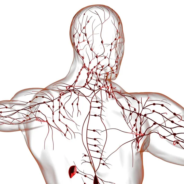 Anatomía Los Ganglios Linfáticos Humanos Para Concepto Médico Ilustración —  Fotos de Stock