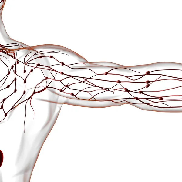 Anatomia Dos Nós Linfáticos Humanos Para Ilustração Médica Conceito — Fotografia de Stock