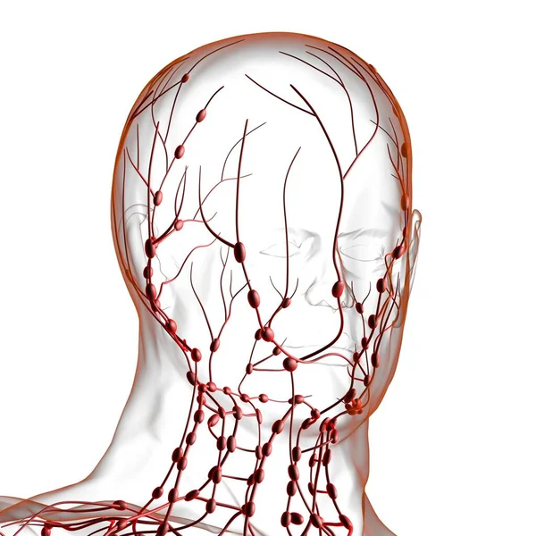 Anatomia Dos Nós Linfáticos Humanos Para Ilustração Médica Conceito — Fotografia de Stock