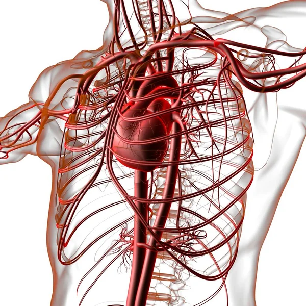 Corazón Humano Con Anatomía Del Sistema Circulatorio Para Ilustración Del —  Fotos de Stock