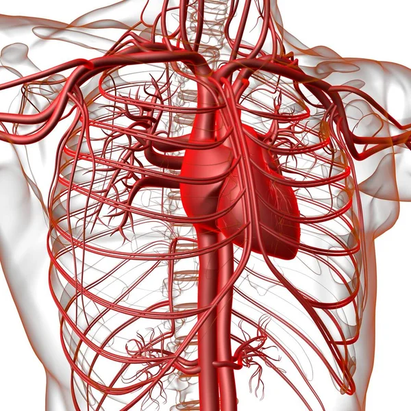 Corazón Humano Con Anatomía Del Sistema Circulatorio Para Ilustración Del —  Fotos de Stock