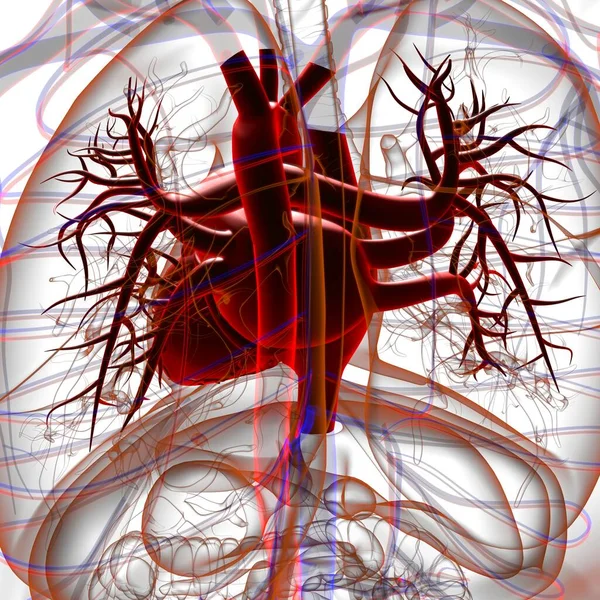 Anatomia Del Cuore Umano Concetto Medico Illustrazione — Foto Stock