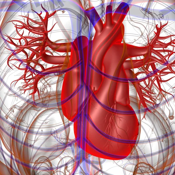 Anatomie Des Menschlichen Herzens Für Medizinisches Konzept Illustration — Stockfoto