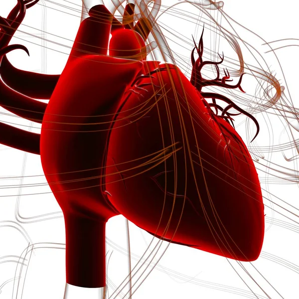 Anatomia Inimii Umane Pentru Conceptul Medical Ilustrație — Fotografie, imagine de stoc