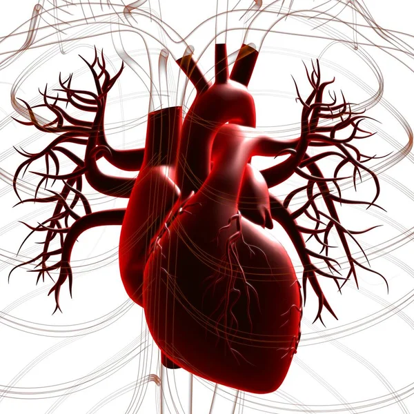 Människans Hjärta Anatomi För Medicinska Begrepp Illustration — Stockfoto