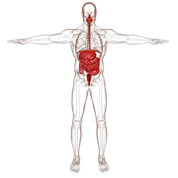 Menselijke Spijsverteringsstelsel Anatomie Voor Medisch Concept Illustratie — Stockfoto