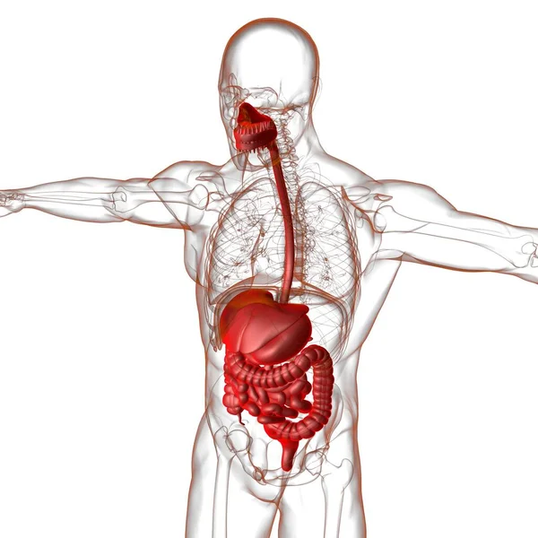 Anatomia Sistema Digestivo Humano Para Ilustração Conceito Médico — Fotografia de Stock
