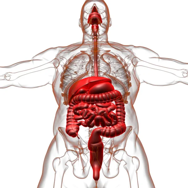 Anatomia Sistema Digestivo Humano Para Ilustração Conceito Médico — Fotografia de Stock