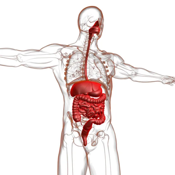 Ludzki Układ Pokarmowy Anatomia Medyczna Koncepcja Ilustracja — Zdjęcie stockowe