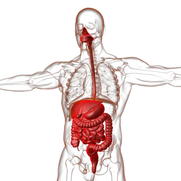Menselijke Spijsverteringsstelsel Anatomie Voor Medisch Concept Illustratie — Stockfoto