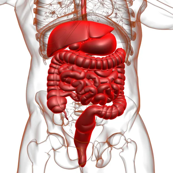 Menselijke Spijsverteringsstelsel Anatomie Voor Medisch Concept Illustratie — Stockfoto