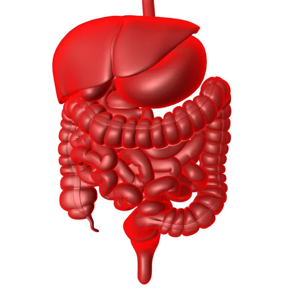 Anatomia Sistema Digestivo Humano Para Ilustração Conceito Médico — Fotografia de Stock