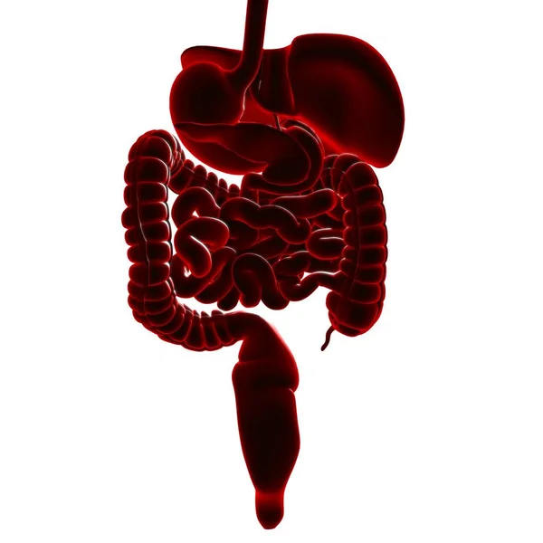 Ludzki Układ Pokarmowy Anatomia Medyczna Koncepcja Ilustracja — Zdjęcie stockowe