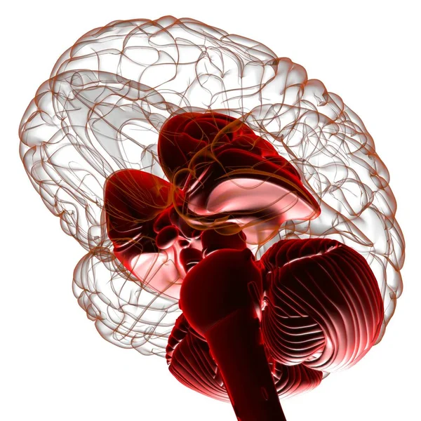 医学概念三维图解的人脑内部解剖 — 图库照片
