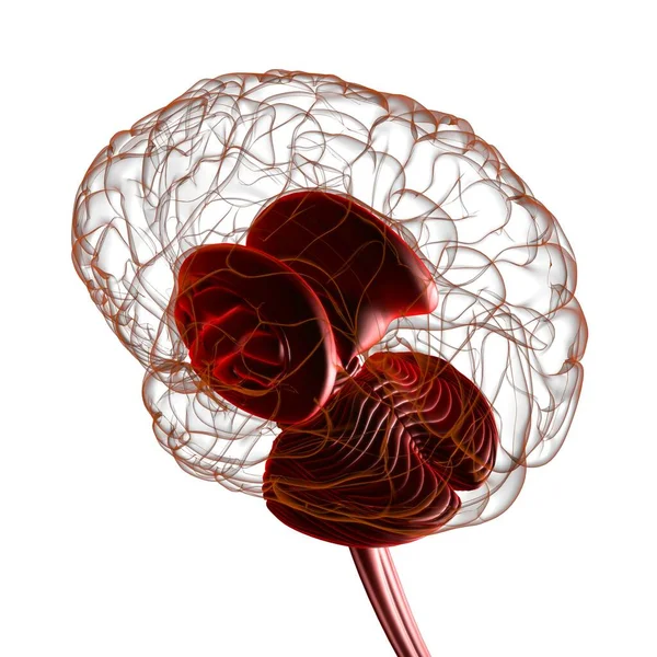 Anatomia Umana Delle Parti Interne Del Cervello Illustrazione Medica Concetto — Foto Stock