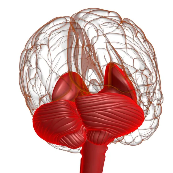 Ludzki Mózg Wewnętrzne Części Anatomia Koncepcji Medycznej Ilustracja — Zdjęcie stockowe