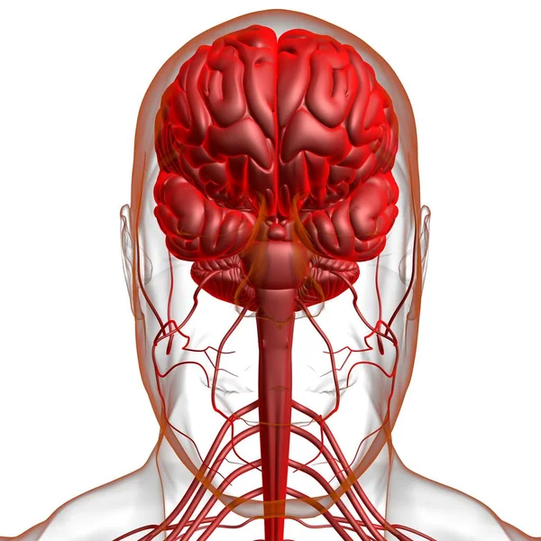 Anatomía Cerebral Humana Para Concepto Médico Ilustración —  Fotos de Stock