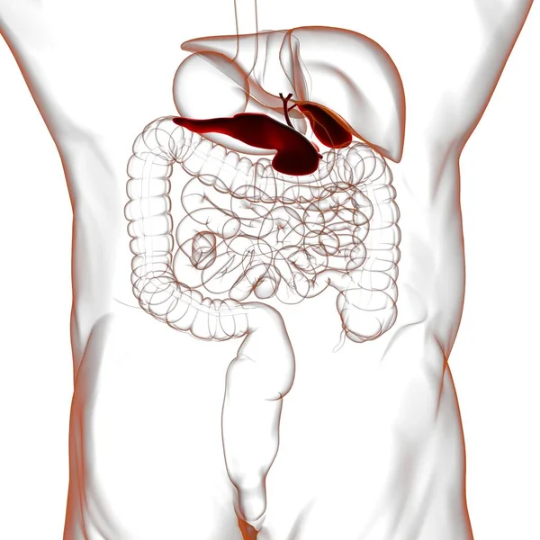 Anatomía Del Sistema Digestivo Humano Vesícula Biliar Para Ilustración Del — Foto de Stock