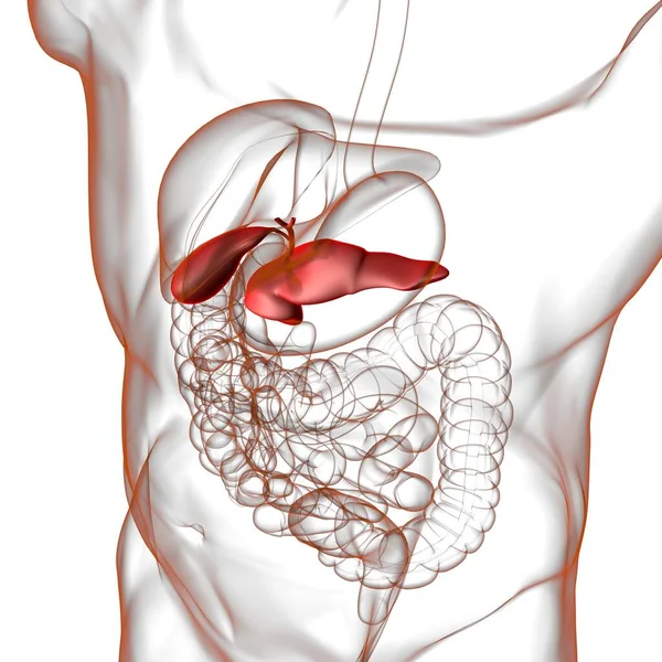 Anatomia Układu Pokarmowego Człowieka Dla Koncepcji Medycznej Ilustracja — Zdjęcie stockowe