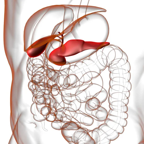 胰腺人体消化系统解剖的医学概念3D图解 — 图库照片