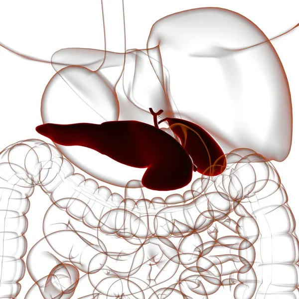 Anatomie Système Digestif Humain Vésicule Biliaire Pour Illustration Concept Médical — Photo