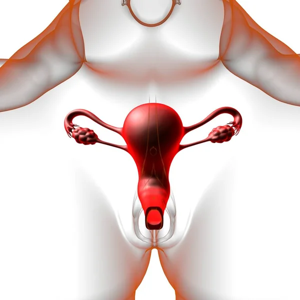 Female Reproduction System Anatomy Medical Concept Illustration — Stock fotografie