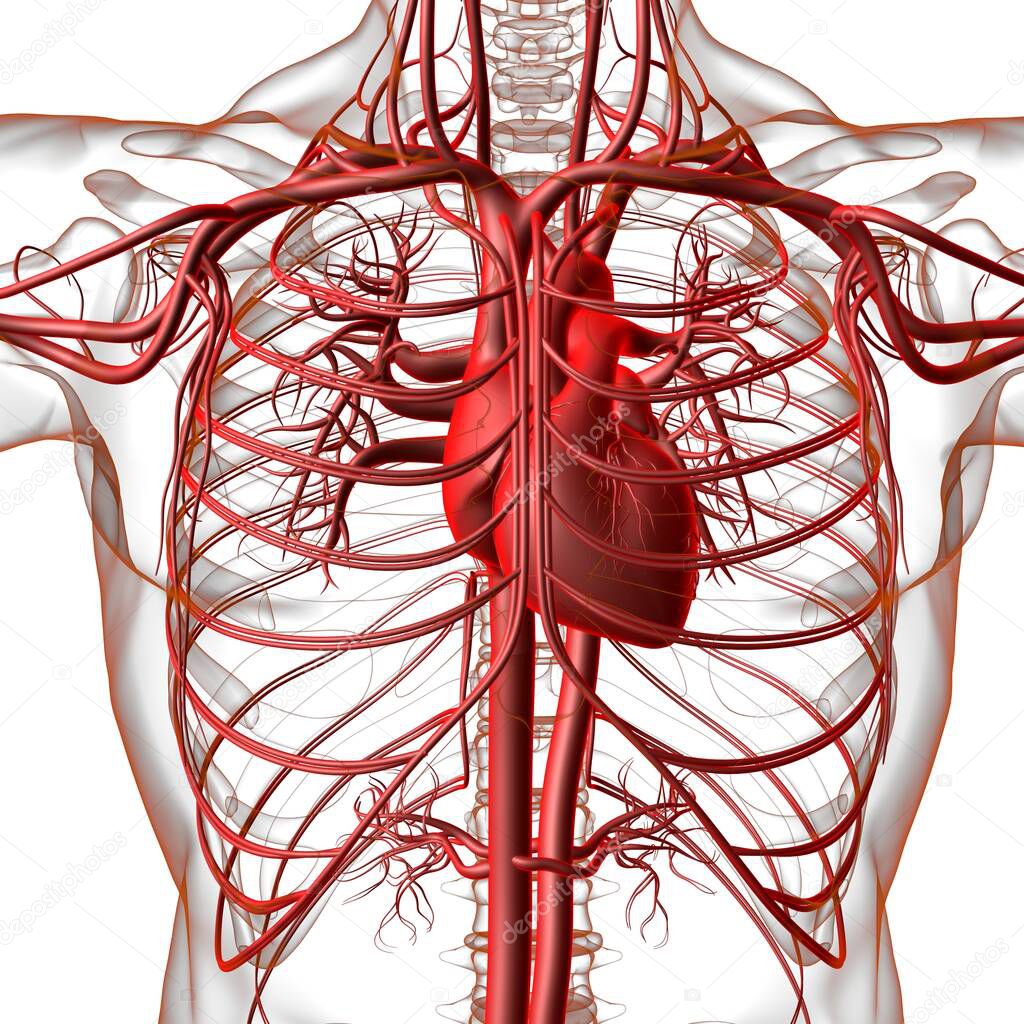 Human Heart With Circulatory System Anatomy For Medical Concept 3D Illustration