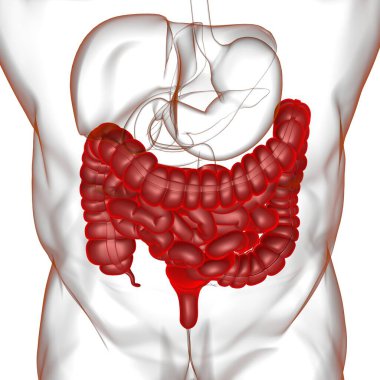 Tıbbi Konsept İçin Küçük ve Büyük bağırsak 3B Görüntü İnsan Sindirim Sistemi Anatomisi