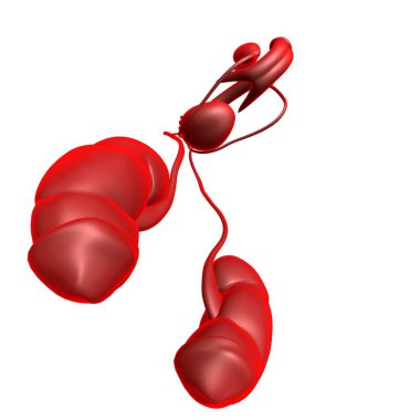 Tıbbi Konsept için Erkek Üreme Sistemi Anatomisi 3B İllüstrasyon