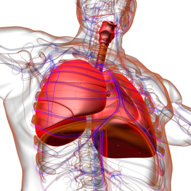 Tıbbi Konsept 3 boyutlu Resim İçin Akciğerler İnsan Solunum Sistemi Anatomisi